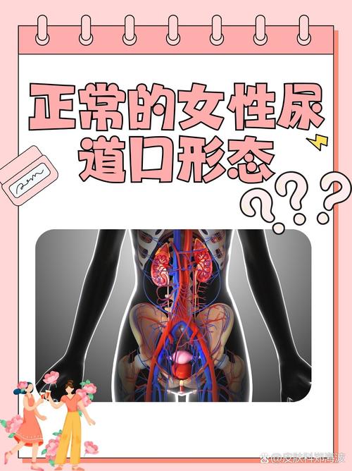 免费的看视频app的相关介绍